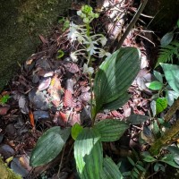 Calanthe triplicata (Willemet) Ames